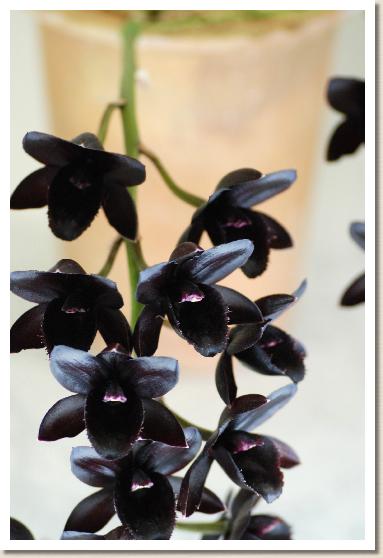 フレッドクラーケアラ アフター ダーク 'S.V.O.ブラック パール'