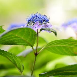 アジサイ　オウミ（青海）｜花の手帖のweb紫陽花図鑑