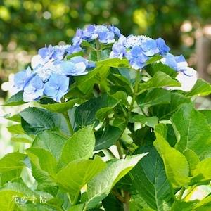 アジサイ　ブラウマイゼ（Blaumeise）｜花の手帖の紫陽花図鑑