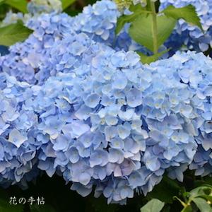 アジサイ ブルー ダニューブ（Blue Danube）｜花の手帖の紫陽花図鑑