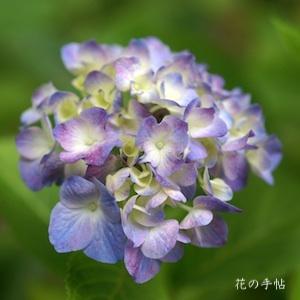 アジサイ　チャーミングピンクヨウコ｜花の手帖の紫陽花図鑑