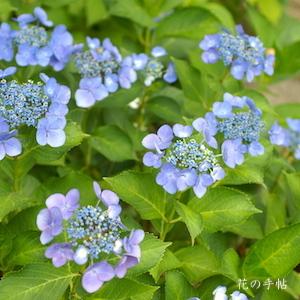 アジサイ　｜花の手帖の紫陽花図鑑