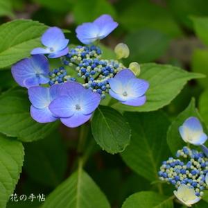 アジサイ　蝶のたわむれ｜花の手帖の紫陽花図鑑