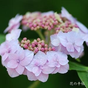 アジサイ　｜花の手帖の紫陽花図鑑