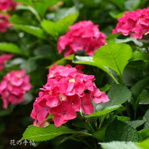 アジサイ　シティーライン パリ （Cityline Paris）｜花の手帖の紫陽花図鑑