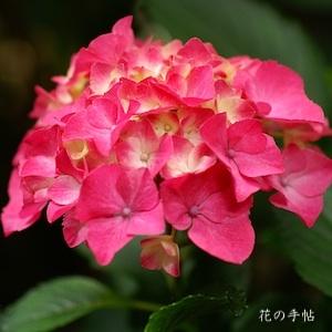 アジサイ　シティーライン パリ （Cityline Paris）｜花の手帖の紫陽花図鑑