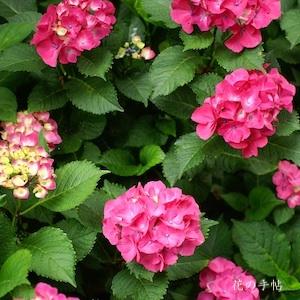 アジサイ　シティーライン パリ （Cityline Paris）｜花の手帖の紫陽花図鑑