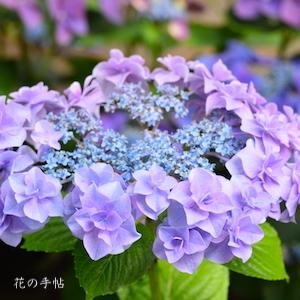 アジサイ　コサージュ（Corsage）｜花の手帖の紫陽花図鑑