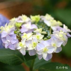 アジサイ　コサージュ（Corsage）｜花の手帖の紫陽花図鑑