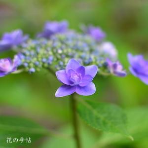 アジサイ　｜花の手帖の紫陽花図鑑