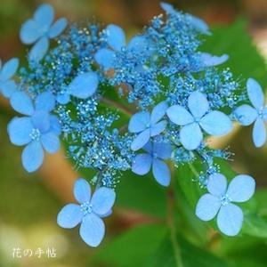アジサイ　ダイセンマル｜花の手帖の紫陽花図鑑