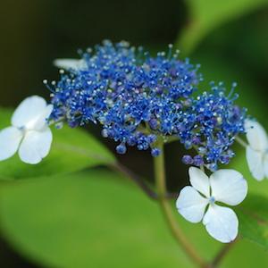 アジサイ　｜花の手帖の紫陽花図鑑