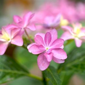 アジサイ　｜花の手帖の紫陽花図鑑