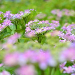 アジサイ　｜花の手帖の紫陽花図鑑