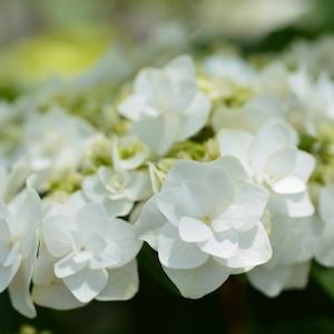 アジサイ　ダンシングスノー｜花の手帖の紫陽花図鑑