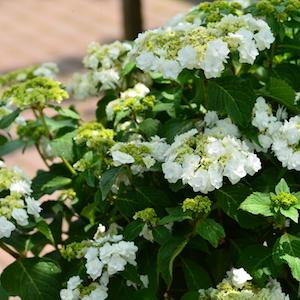 アジサイ　ダンシングスノー｜花の手帖の紫陽花図鑑