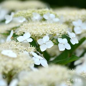 アジサイ　デイドリーム｜花の手帖の紫陽花図鑑