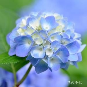 アジサイ　エンドレスサマー｜花の手帖のweb紫陽花図鑑