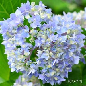 アジサイ　ファンタスティック｜花の手帖の紫陽花図鑑
