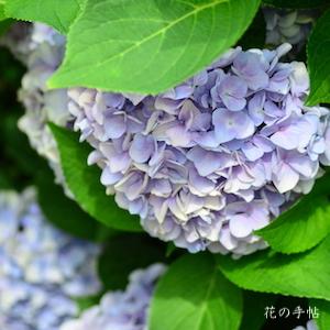 アジサイ　フラウ アズサ（Frau Azusa）｜花の手帖の紫陽花図鑑
