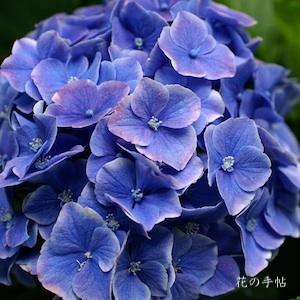 アジサイ　フラウ マリコ（Frau Mariko）｜花の手帖の紫陽花図鑑