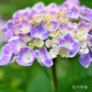 アジサイ　 フラウ オチョウ（Frau Ochou）｜花の手帖の紫陽花図鑑