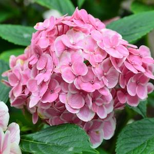 アジサイ フラウ ヨシコ（Frau Yoshiko）｜花の手帖の紫陽花図鑑