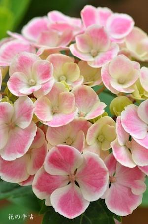 アジサイ フラウ ヨシコ（Frau Yoshiko）｜花の手帖の紫陽花図鑑