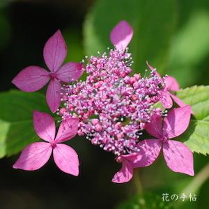 アジサイ　フゲンノハナ（普賢の華）｜花の手帖の紫陽花図鑑