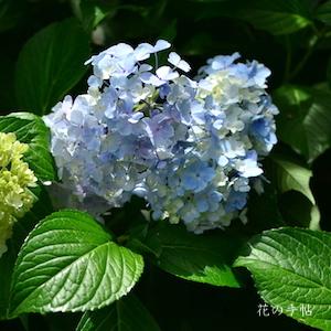 アジサイ　ファンキーアフロフィーバー｜花の手帖の紫陽花図鑑
