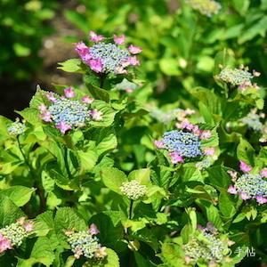 アジサイ　ギンペル（Gimpel）｜花の手帖の紫陽花図鑑