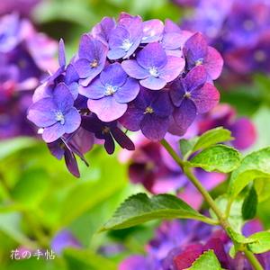 アジサイ　グリーンシャドウ（Green Shadow）｜花の手帖の紫陽花図鑑