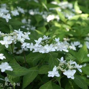 アジサイ　ハクチョウ（白鳥）｜花の手帖の紫陽花図鑑