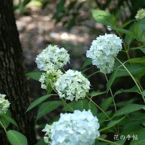 アジサイ　ハナフブキ（花吹雪）｜花の手帖の紫陽花図鑑