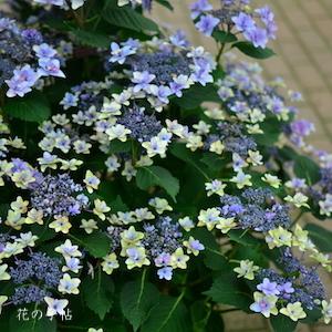 アジサイ　ハルヨコイ（春よ恋）｜花の手帖の紫陽花図鑑