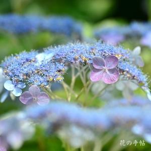 アジサイ　ハツシモ（初霜）｜花の手帖の紫陽花図鑑