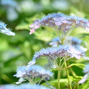 アジサイ　ハツシモ（初霜）｜花の手帖の紫陽花図鑑