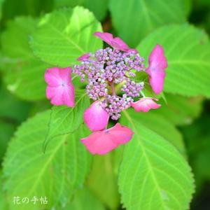 アジサイ　ヒワタリ（火渡り）｜花の手帖の紫陽花図鑑