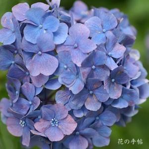 アジサイ　ホンアジサイ｜花の手帖の紫陽花図鑑