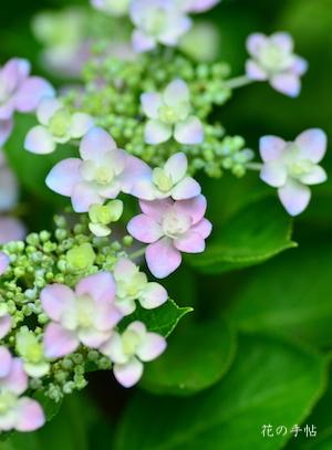 アジサイ　ホッピングサイダー（Hopping Cider）｜花の手帖の紫陽花図鑑