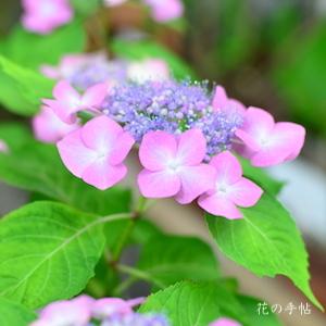 アジサイ　ホロヨイ（ほろ酔い）｜花の手帖の紫陽花図鑑