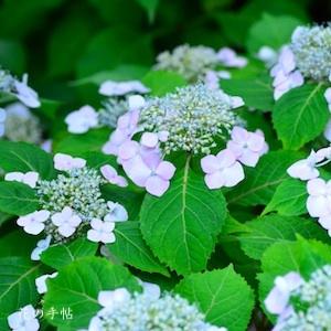 アジサイ　ホロヨイ（ほろ酔い）｜花の手帖の紫陽花図鑑