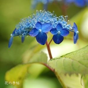 アジサイ　ヒュウガコンジョウ（日向紺青）｜花の手帖の紫陽花図鑑