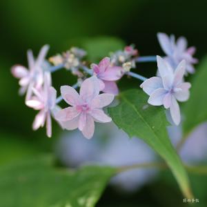 アジサイ　イヨノヒカリ（伊予の光）｜花の手帖のweb紫陽花図鑑