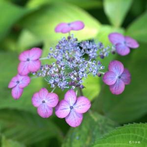 アジサイ　イヨノウスズミ（伊予の薄墨） ｜花の手帖のweb紫陽花図鑑