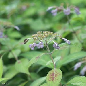 アジサイ　イヨノウスズミ（伊予の薄墨） ｜花の手帖のweb紫陽花図鑑