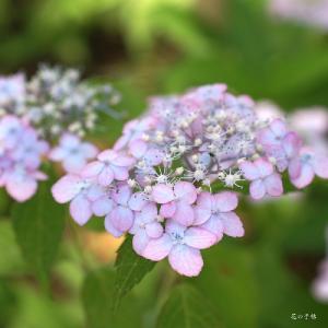 アジサイ　イヨテマリ（伊予手まり） ｜花の手帖のweb紫陽花図鑑