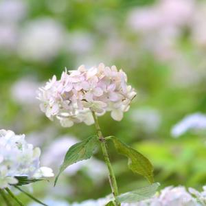 アジサイ　イヨテマリ（伊予手まり） ｜花の手帖のweb紫陽花図鑑