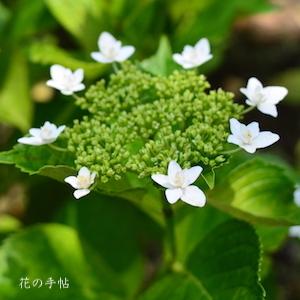 アジサイ　｜花の手帖の紫陽花図鑑