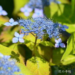 アジサイ　カイキョウ（海峡）｜花の手帖の紫陽花図鑑